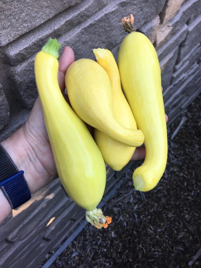 Garden Help Desk Learn to pick summer squash in its prime News